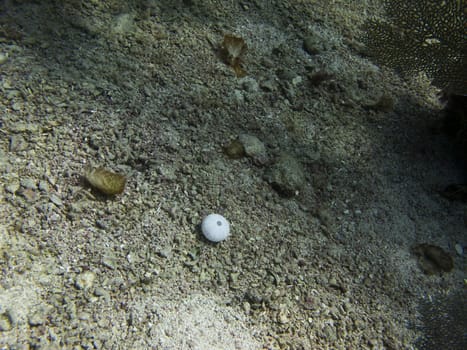 dead sea urchin at the bottom of the sea