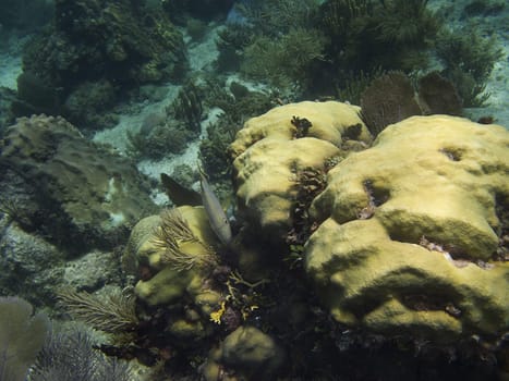 Bluestriped Grunt hiding in a coral reef