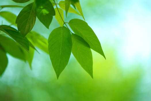 selective focus on part of leaf (focus on center of photo )