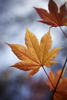 autumnal Japanese Maple tree, selective focus on nearest part on center