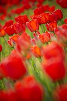 a lot of red tulups, selective focus and lens blur f/x