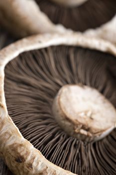 Healthy fresh mushrooms with very shallow depth of field