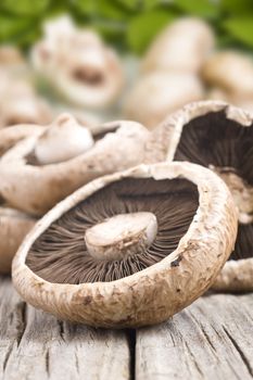 Healthy fresh mushrooms with very shallow depth of field