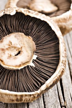 Healthy fresh mushrooms with very shallow depth of field