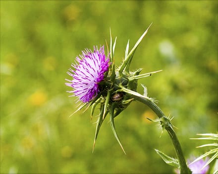 A purple thorn flower on a green background