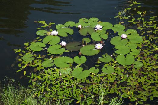 White water lillies floating in a pond