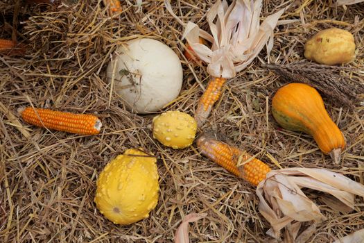 Thanksgiving Harvest
