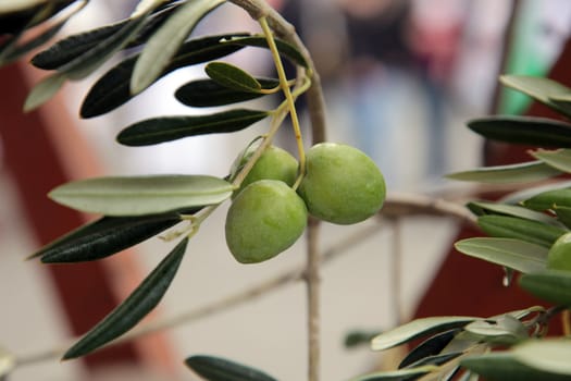 Branch of green olives