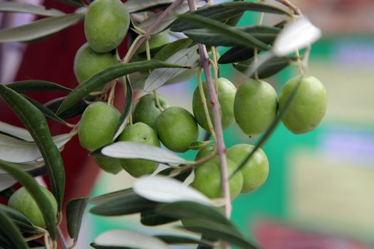 Branch of green olives