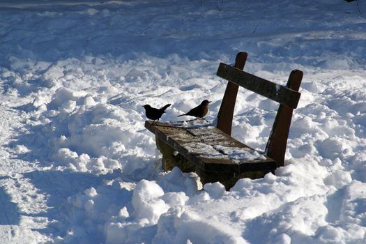 Small birds perched on a bench in a snow park
