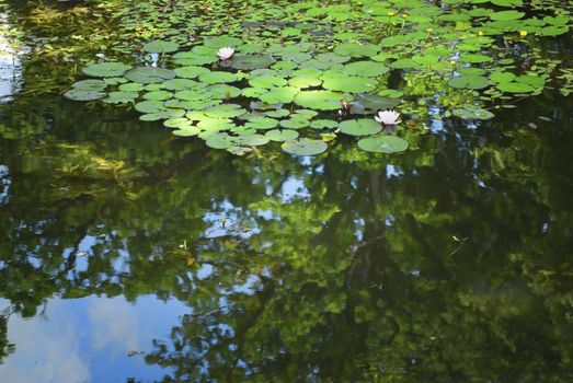 White water lillies floating in a pond