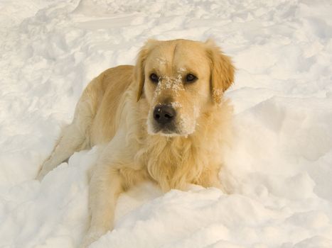 dog in the snow - golden retriever, labrador