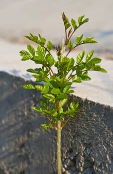 Plant and stone