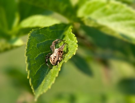 Spider on leaf