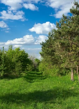 Forest and sky