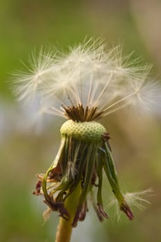 Dandelion