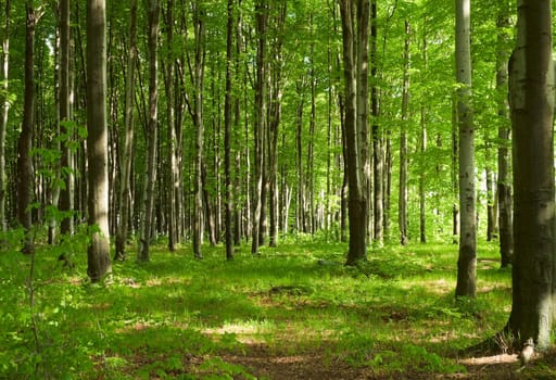 Forest in spring