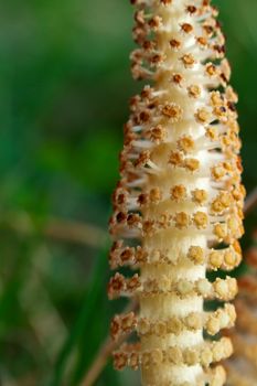 Horsetail plant