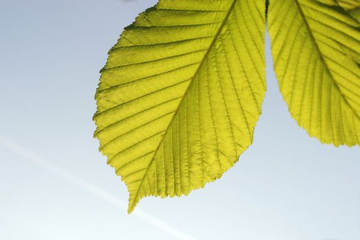 Leaf