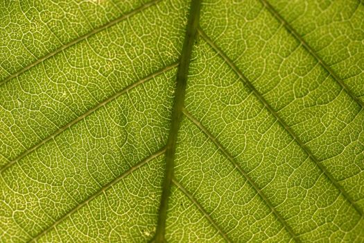 Leaf