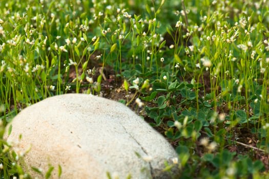 Grass with small white flowers