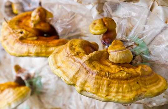 Ganoderma  lucidum  in the mushroom farm