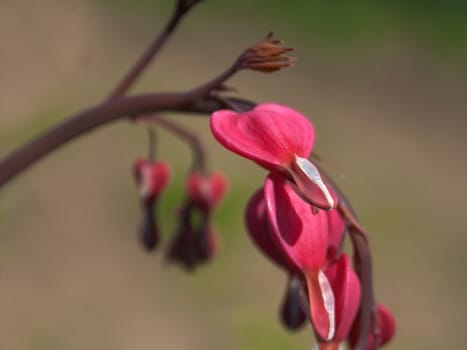 Red flower