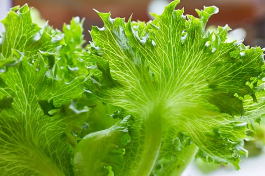 Close-up view of fresh green  leaves of lettuce