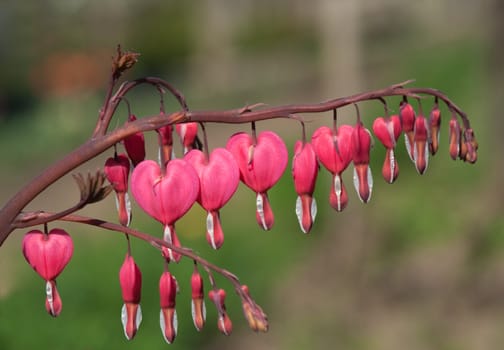 Red flower