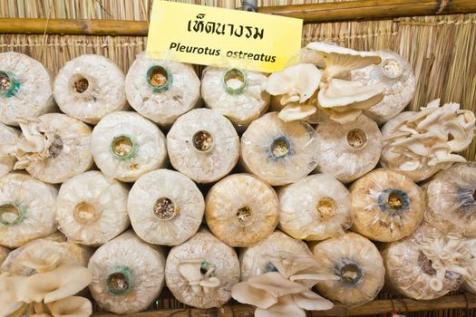 Oyster mushrooms or Pleurotus ostreatus mushrooms clustered in storage bags