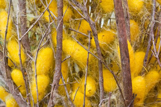 Silk worms nest on dry twigs