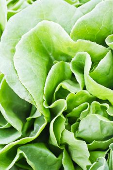 Close-up view of fresh green  leaves of lettuce