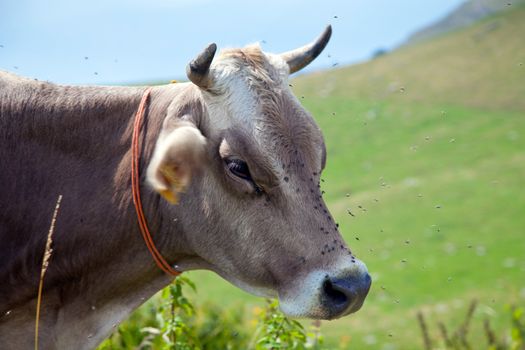 Cow with flies - italian Alps