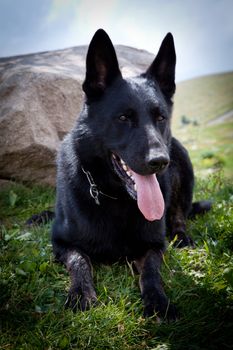 Black German Shepherd - Italian Alps