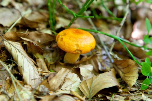 little yellow mushroom - italian Alps