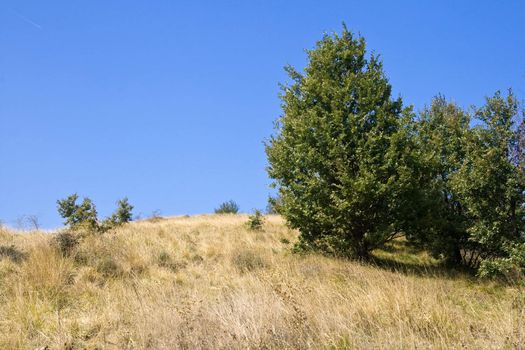 beautiful hill in summer with dry grass and trees
