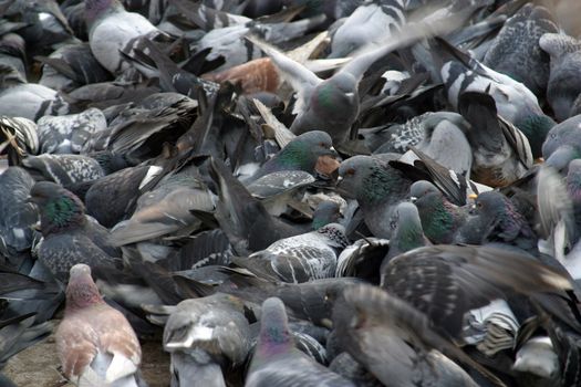 Doves on the ground