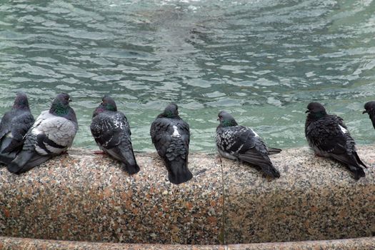 Pigeons sit on the stone