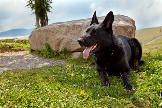 Black German Shepherd - Italian Apls