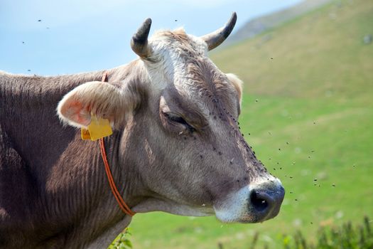 Cow with flies - italian alps