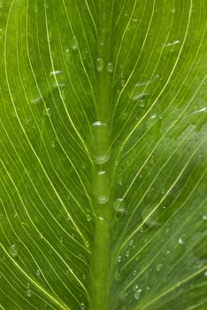 Beautiful green leaf with little water drops close up.