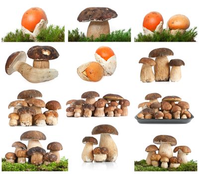 collection of edible mushrooms over white background