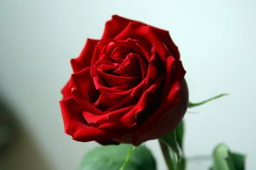 Red rose