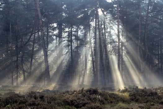 sun rays in misty forest in autumn
