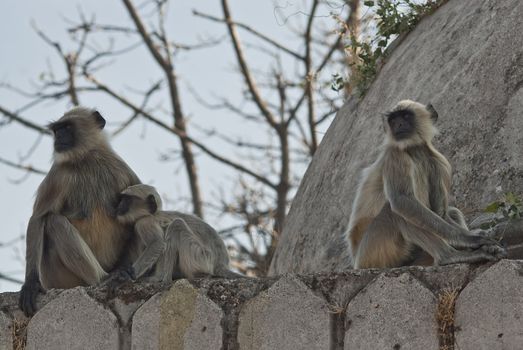 Family of three monkey sitting and looking around