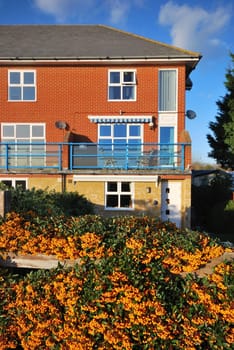 Flat with berries in foreground