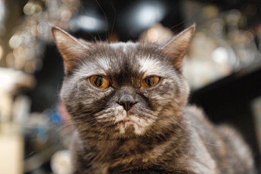 Close-up portrait of pedigreed cat (British Shorthair)
