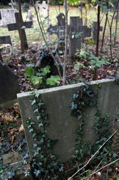 tombstones and ivy on an old catholic cemetery in The Netherlands