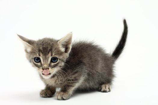 Portrait of little grey kitten  licking it's lips 