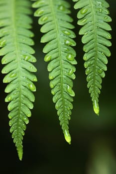 three leaves of a fern with rain drops